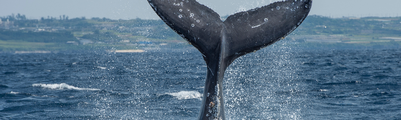 a whale tale diving into blue ocean