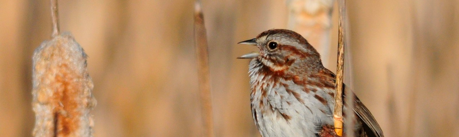 Small brown bird sitting on cattails, with beak open