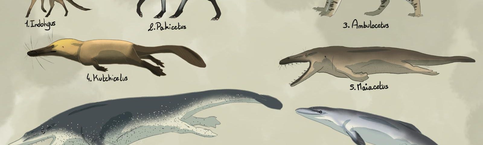 Images of many of the whale  ancestors