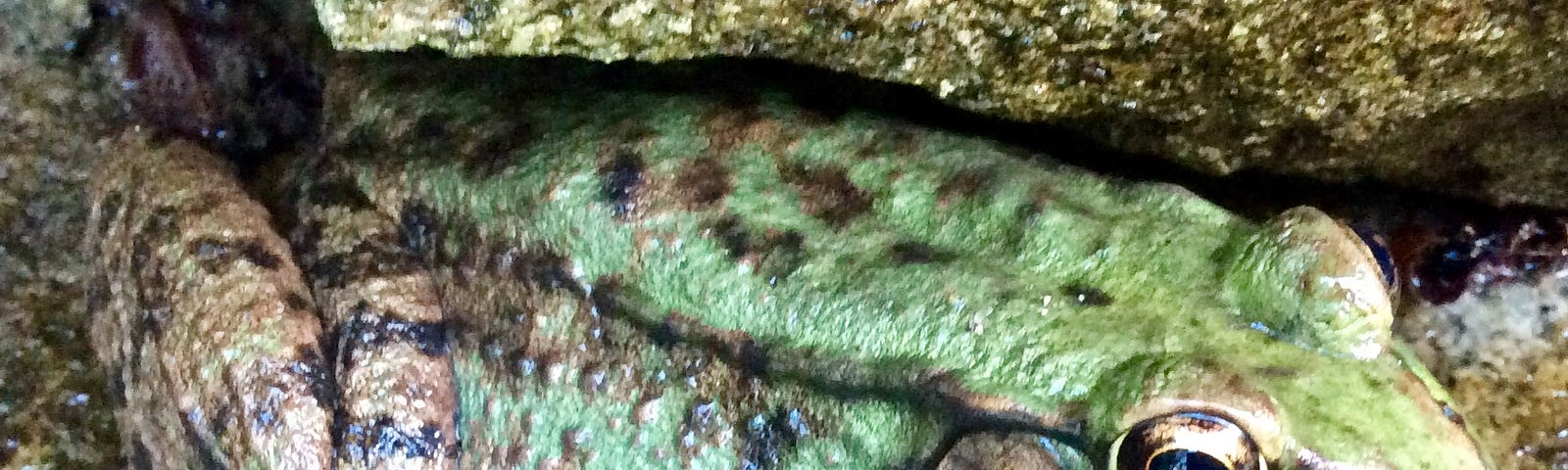 Green frog on wet rocks