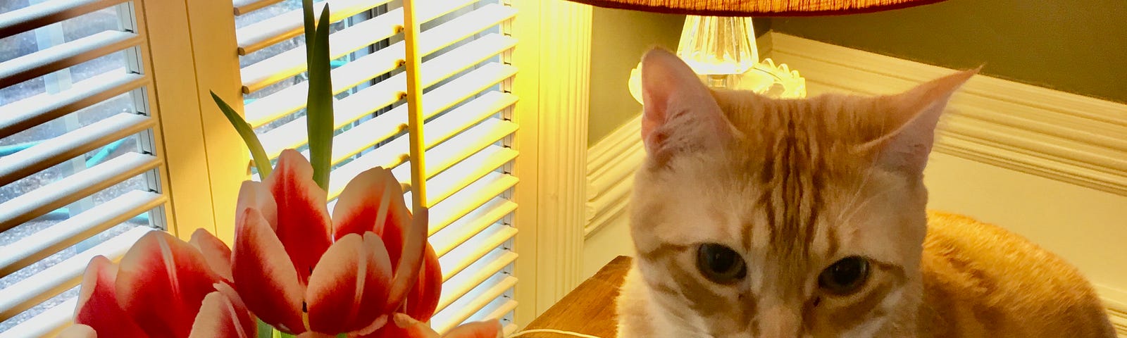 Photo of Bernie by author — Bernie is a yellow tabby sitting on a table next to a vase of spring flowers