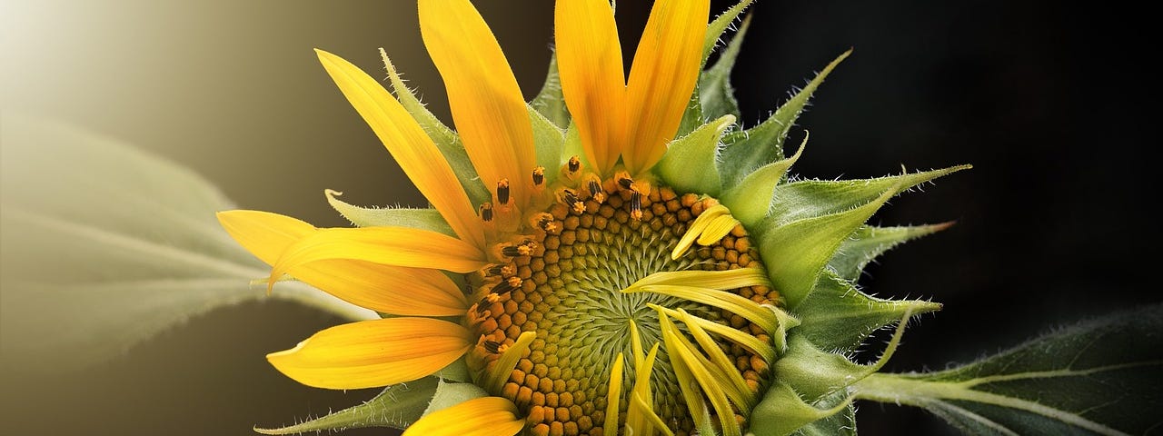 A blooming sunflower set against a dark background.