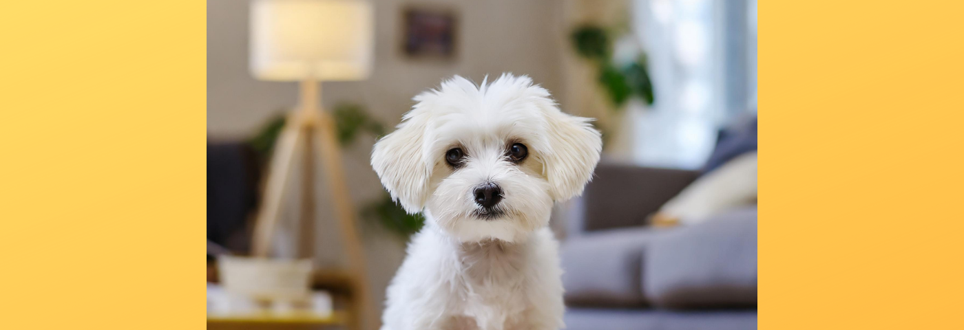 Little white dog in an apartment, blurred furniture background