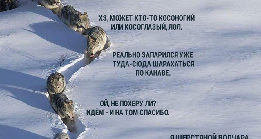 Прикольная картинка волки по снегу