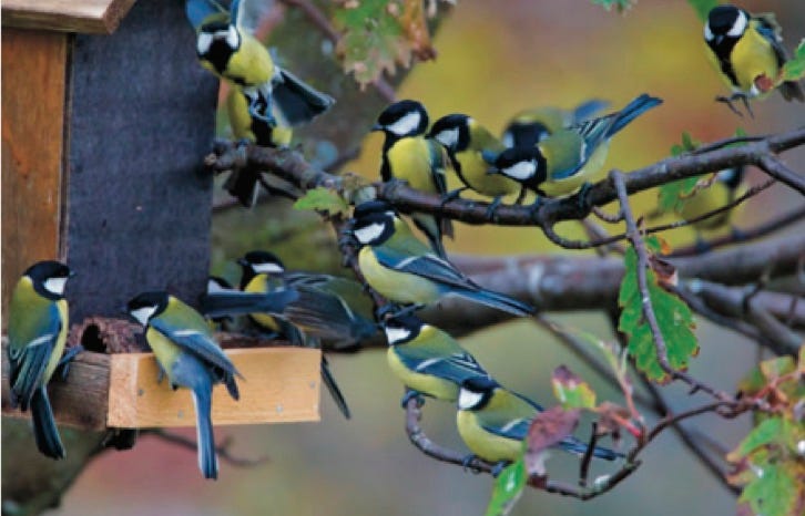 photo of a flock of blue tits