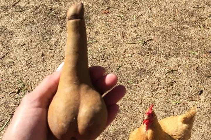 In the foreground: a left hand holding a bosc pear in the shape of a human penis and scrotum/testicles. In the background: a yellow chicken.