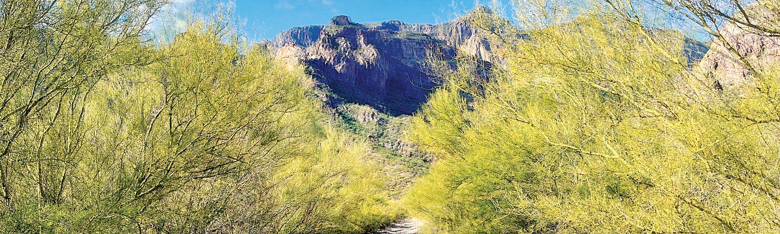 A composite image of a lonely dirt road leading into the wilderness with desert yellow trees on either side and tagged mountains in the distance (Tabor Canyon in Loreto, Mexico).