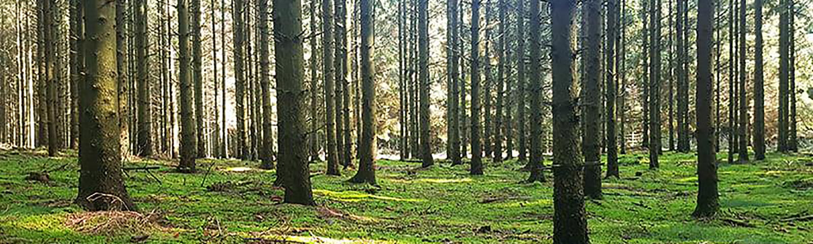 Picture of trees in a woods.