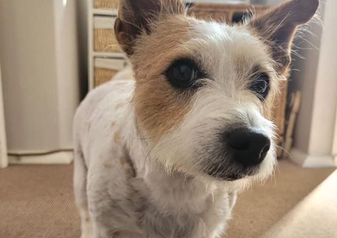 A white and tan Jack Russell puppy comes very close to the camera with a curious look in her eyes. Her hair is freshly cropped for summer weather and in the background we see a beige hallway carpet that you should never buy when owning dogs.