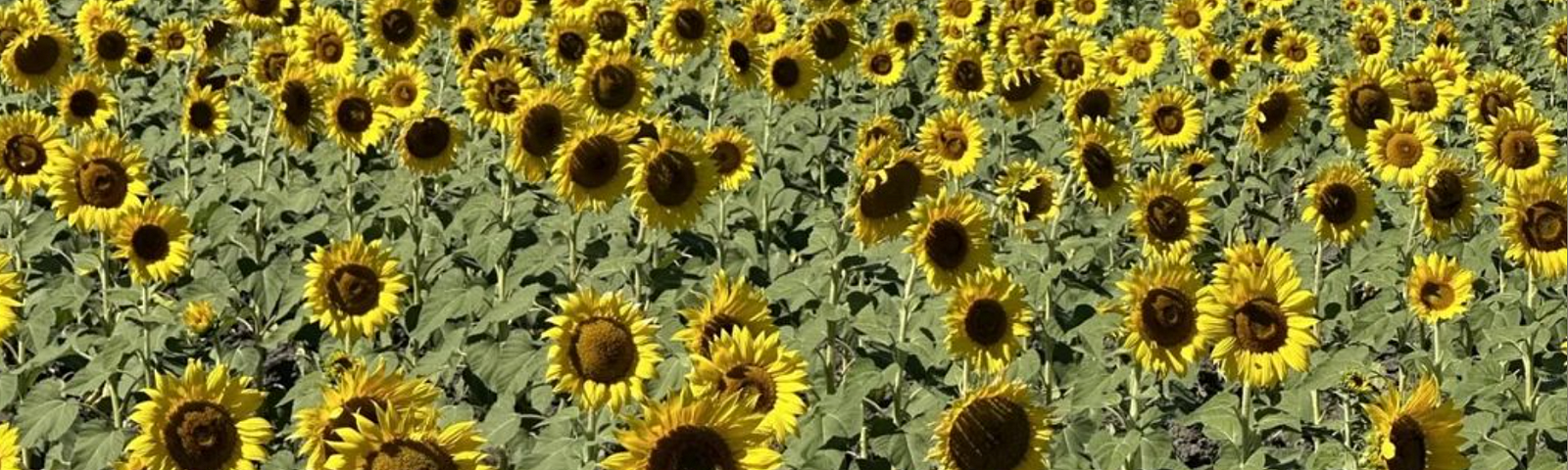 Sunflower field.