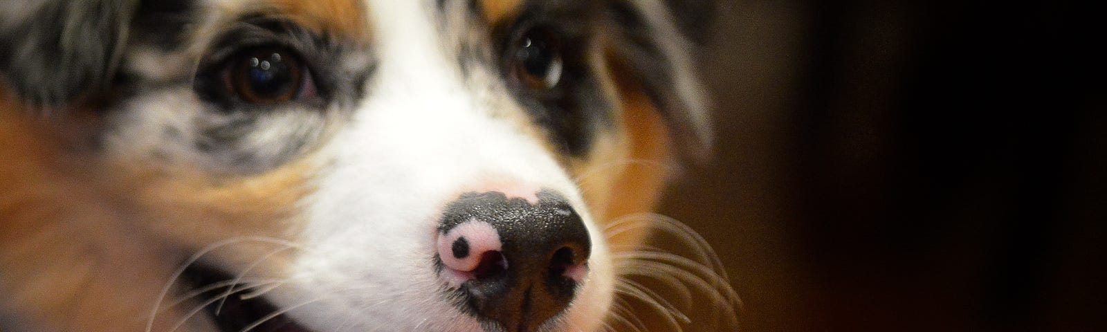 A closeup of an Australian shepherd puppy or Aussie with its mouth open and its long pink tongue hanging out. The young dog has brown, grey, white and black fur. The nose is black with pink spots.