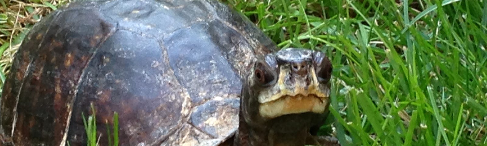 Beautiful brown box turtle in the grass