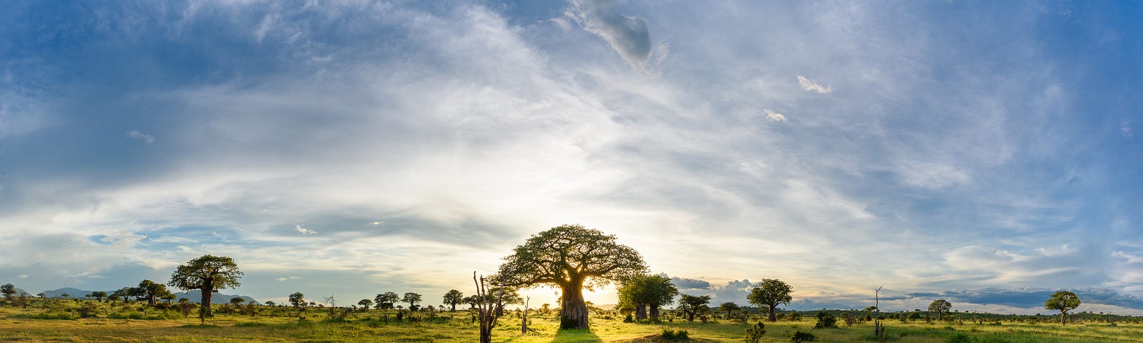 The sun sets behind a giant baobab tree in central Tanzania.