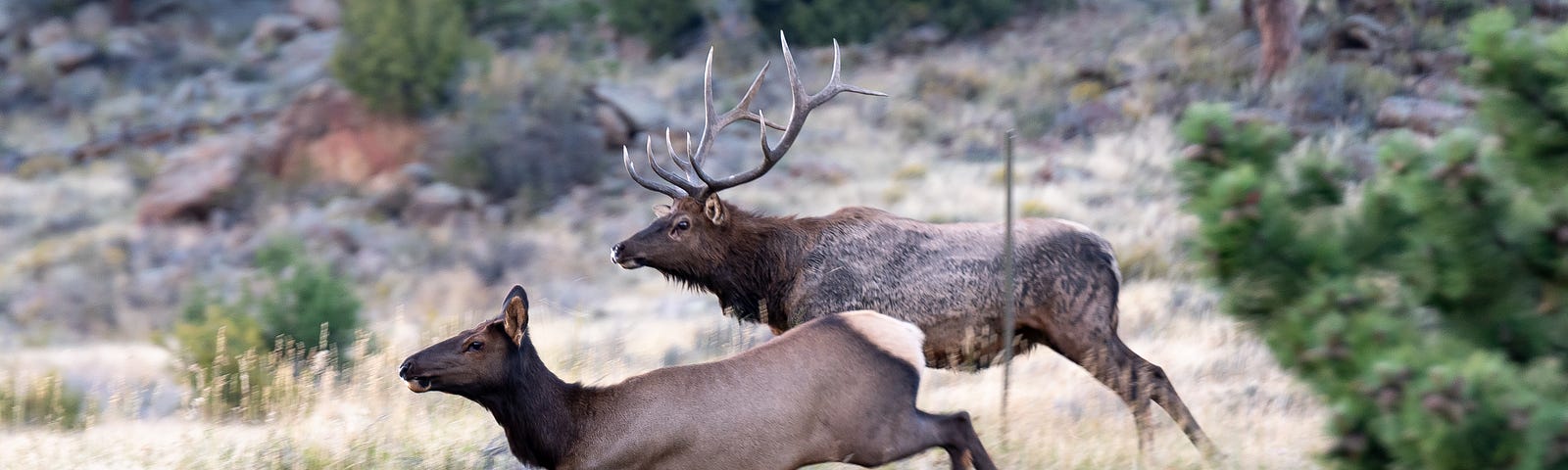 Bull and cow elk running across a field