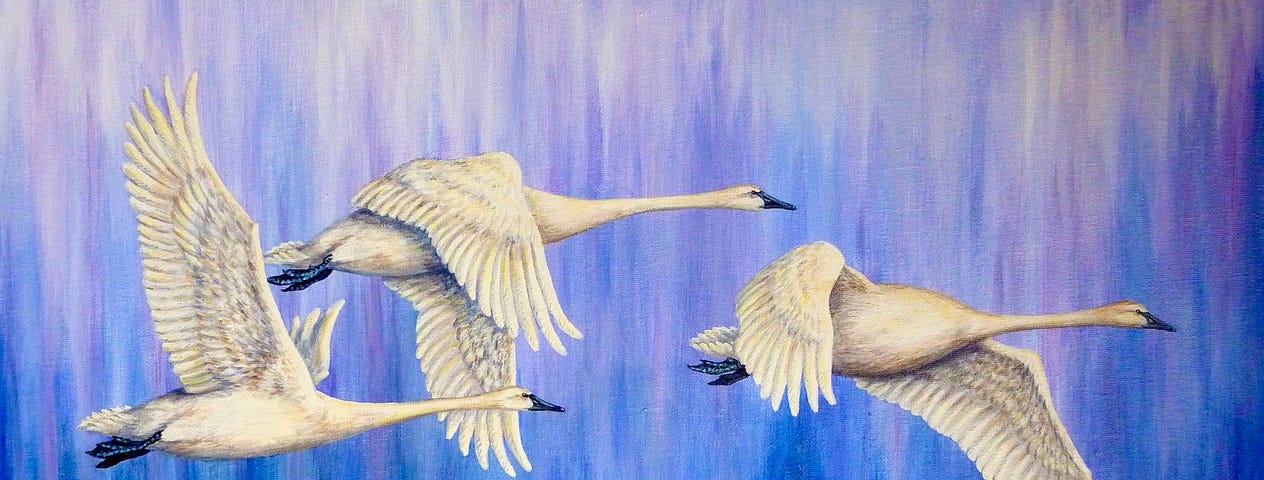 A painting of three Tundra Swans in flight by Sheree Daugherty