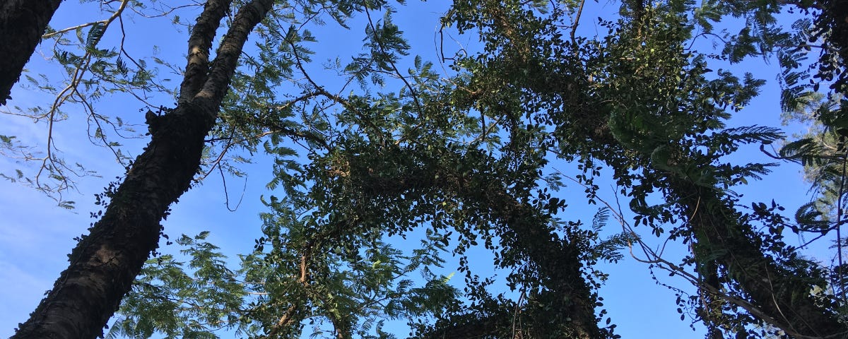 Looking up to the clear blue sky, the curling tree trunk with tiny leaves extends in between straight upright trees.