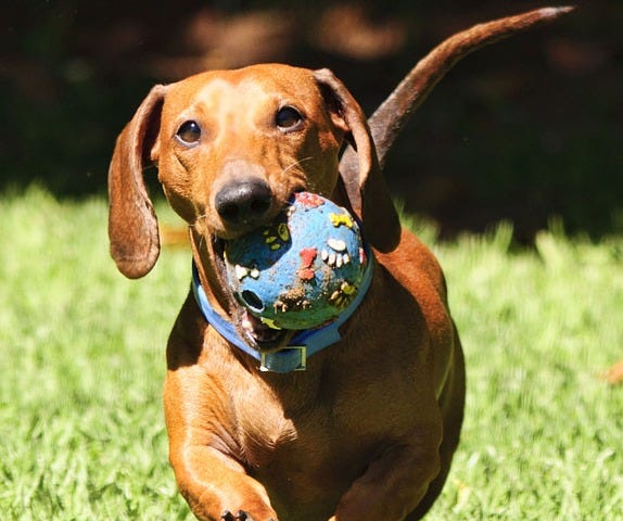 Dachshund, sausage dog, puppy, play, runs with a ball, blue collar, dog toy, grassy background
