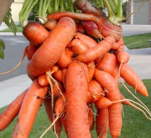 Entangled bunch of carrots