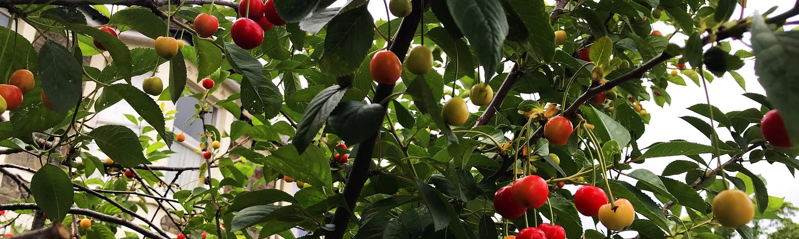 Cherries hanging on a tree.