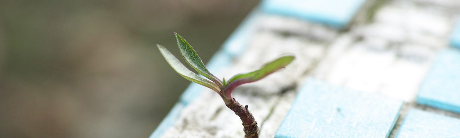Small plant growing out of a crack in a wall
