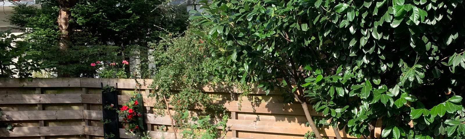 this is a picture of a collection of herb and vegetable plants in pots. There is also a chrysanthemum in bloom in the photo.