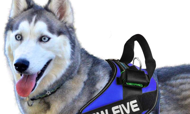 paw five harness