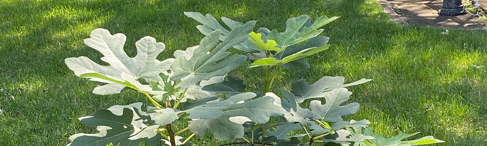 An above ground silver metal planter with soil houses the start of a fig tree