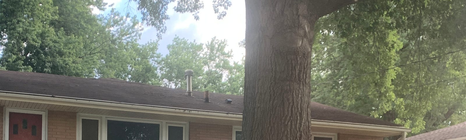 Large maple tree in front yard, towering over 1950’s orange brick ranch house.