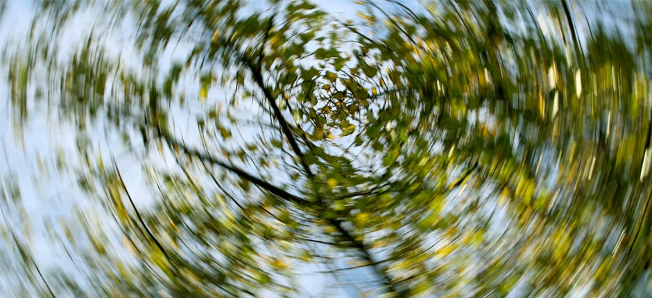 Blurry photo looking up at a tree branch and green leaves.