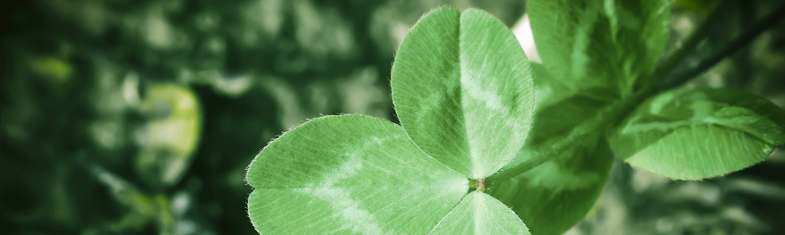 Green clover leaf growing in spring field