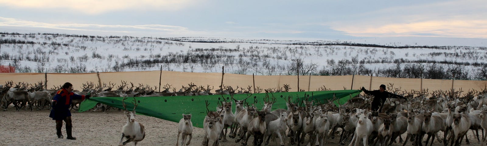 Reindeer being herded by two Saami people.