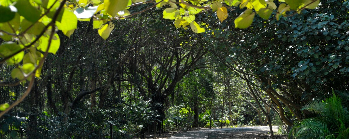 Fleshy green leaves above in the foreground, looking towards a pathway that leads to somewhere under the sun. Shades of trees along both sides with varies colors of green.