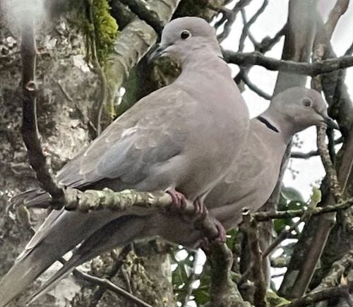 Two pigeons sitting on a fig branch. The foreground pigeon is looking away from the other pigeon.