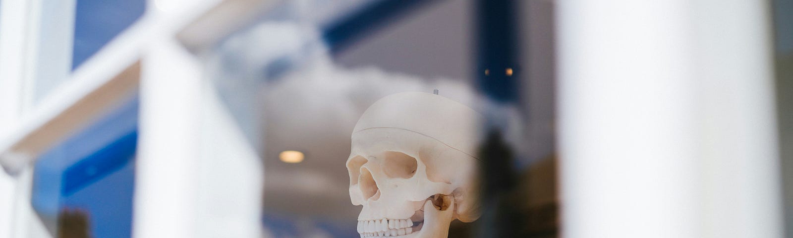 An upright skeleton looks outside through glass windows.