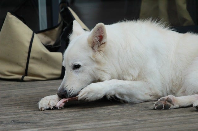 A white dog eating a raw meaty bone.