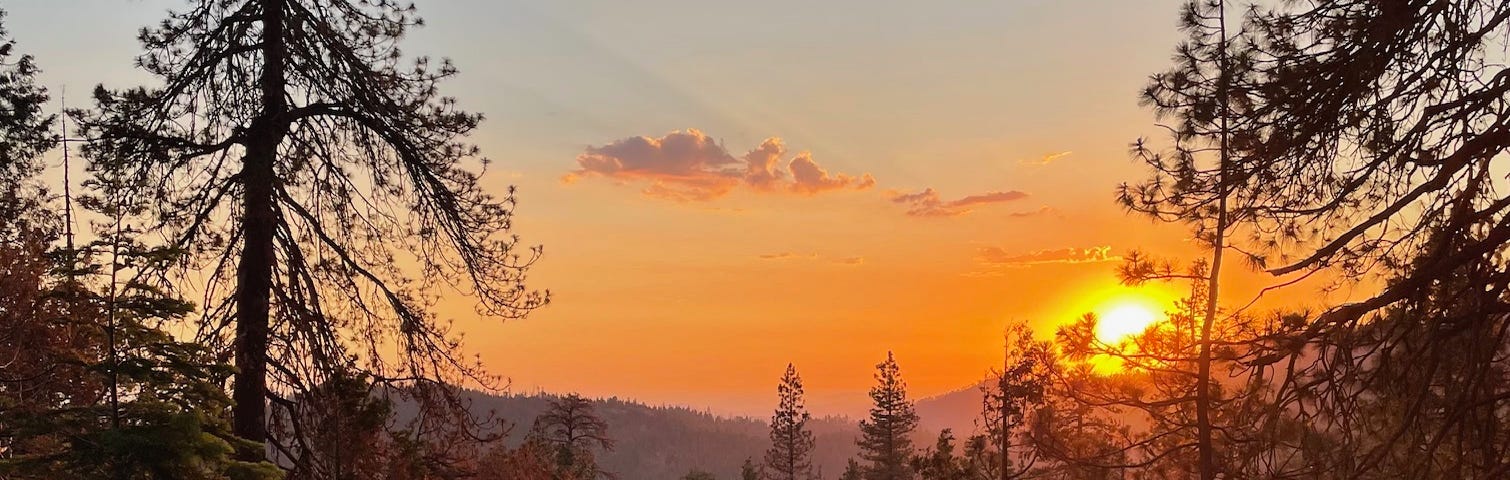 A forest at dusk.