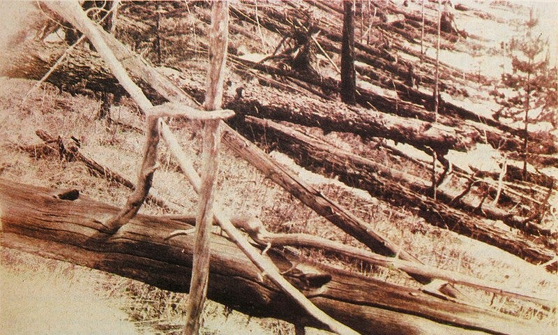 A photo documenting the aftermath of the Tunguska event. The photo shows many felled trees in the Siberian forest caused by the explosion.