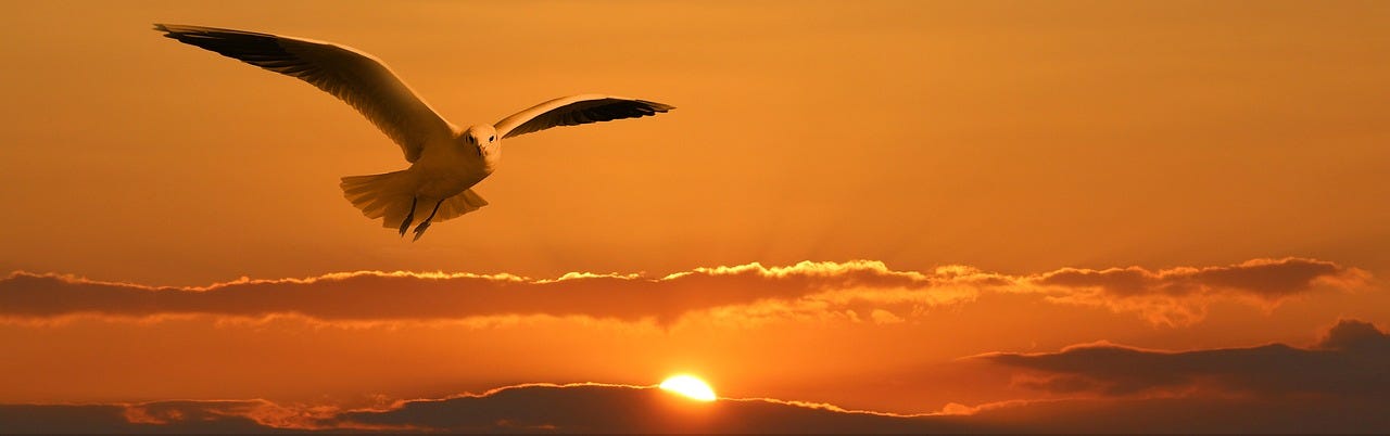 A bird flying with the sunset behind it.