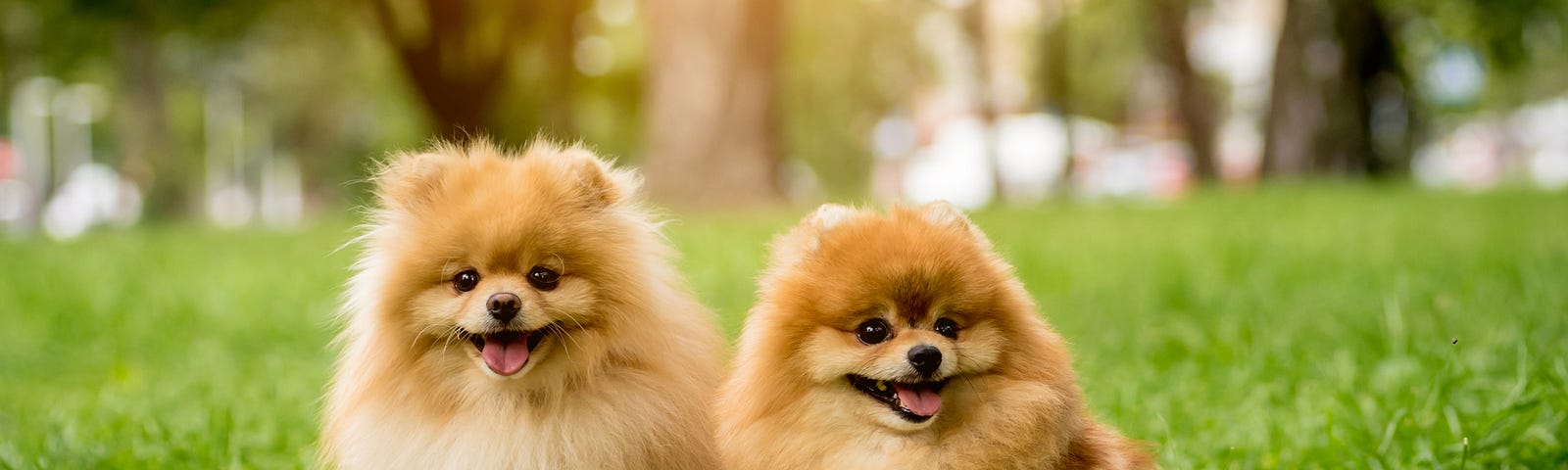 Two golden Pomeranian puppies sitting on the grass under bright sunlight.