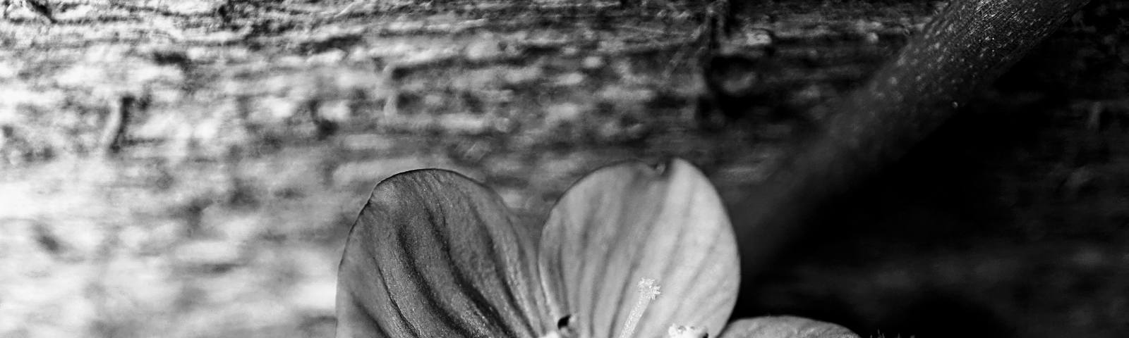 A micro black and white photo of a flower with four petals and a wooden board behind it.