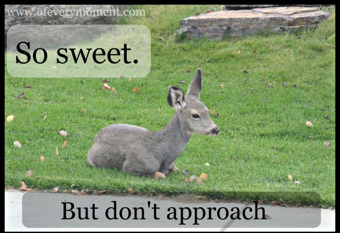 A young deer rests on a lawn with a warning caption on the photo: So Sweet. But don’t approch.