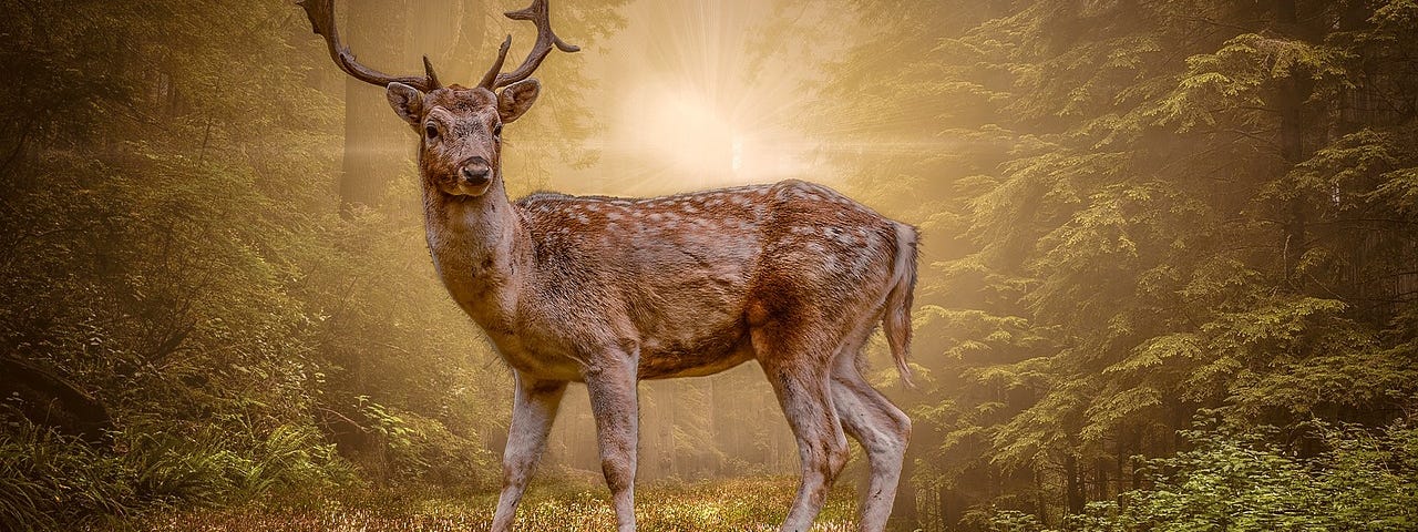 A very large deer in a meadow, backlit by the sun, facing a small girl in the grass.