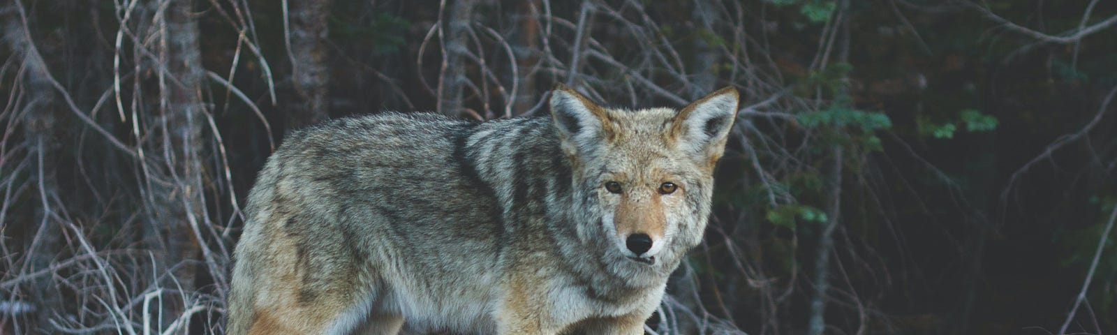 photo of standing wolf near tree