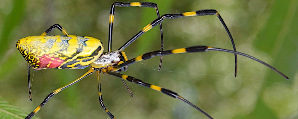 Joro spider (Trichonephila clavata)