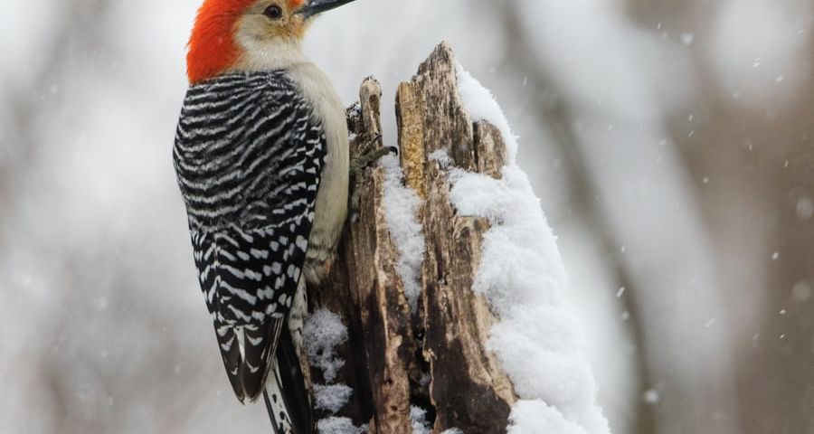 Photo of red-headed flicker on dead branch in winter.