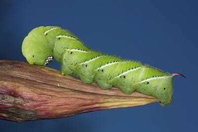 Hornworms are edible and taste good