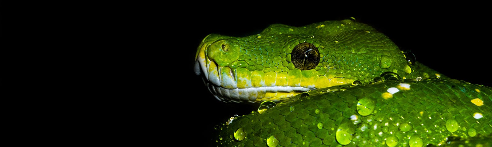 Green python against black background