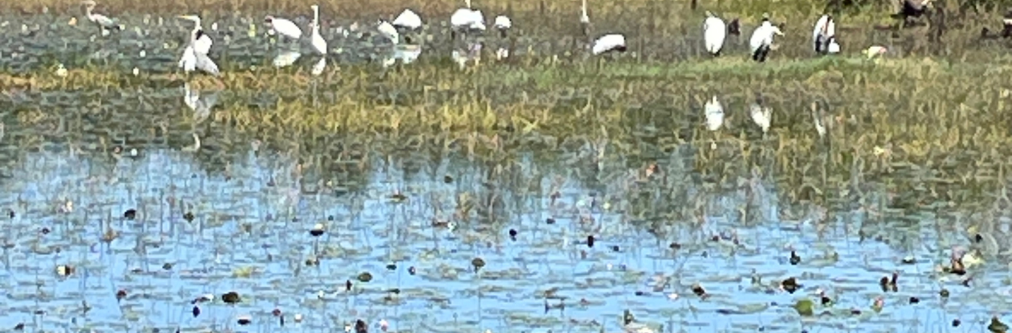 birds on a river