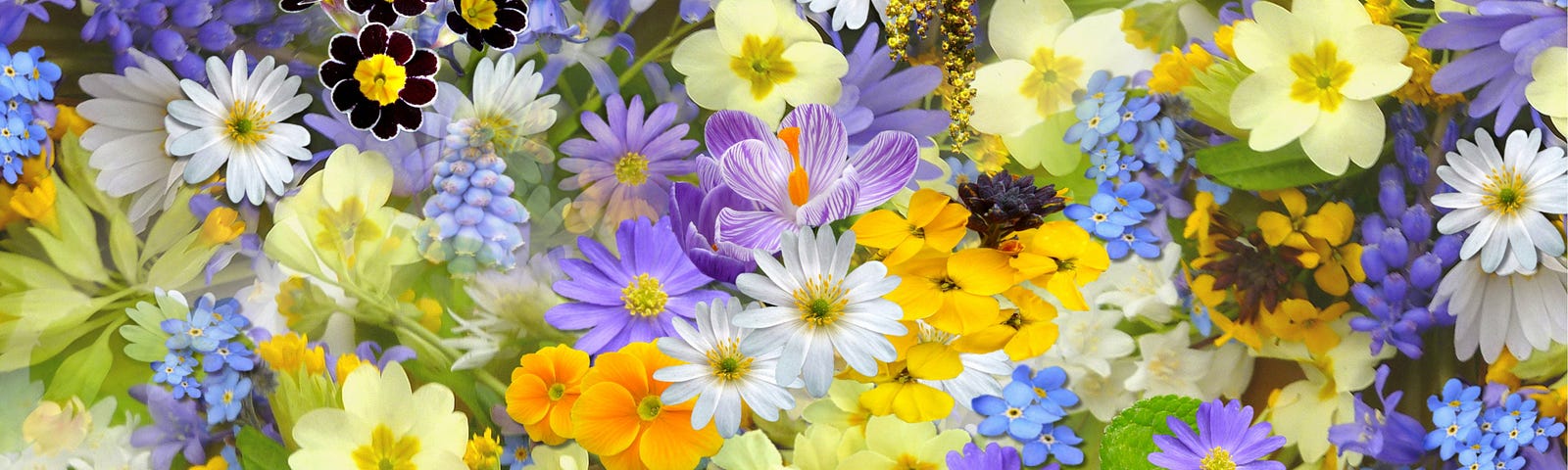 An image of several different types of beautifully colored flowers