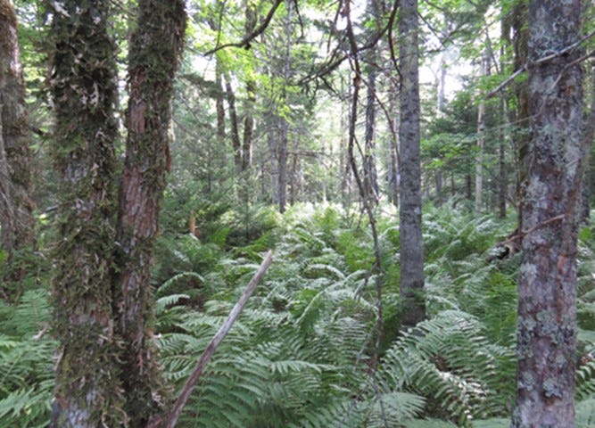 Lush green swamp land with mossy trees and ferns.
